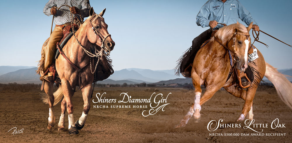 San Juan Ranch Mares Hero image