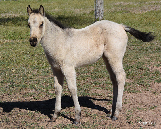 CD Diamond x Highly Unlimited - 2016 Filly 2