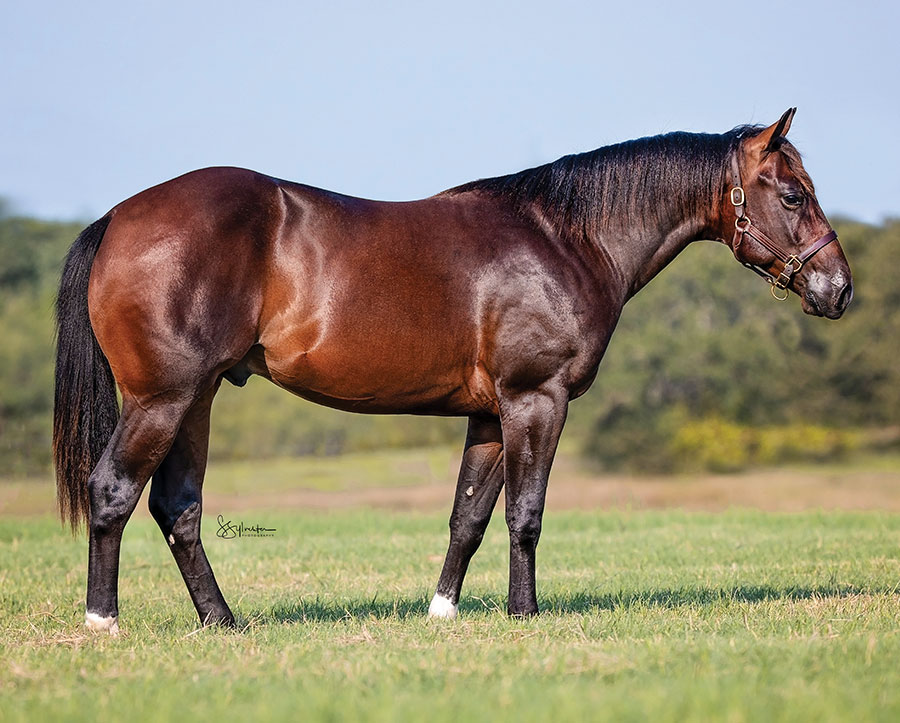 SJR Mists Go Time - SJR Diamond Mist x ARC Its Go Time - 2024 Bay Colt