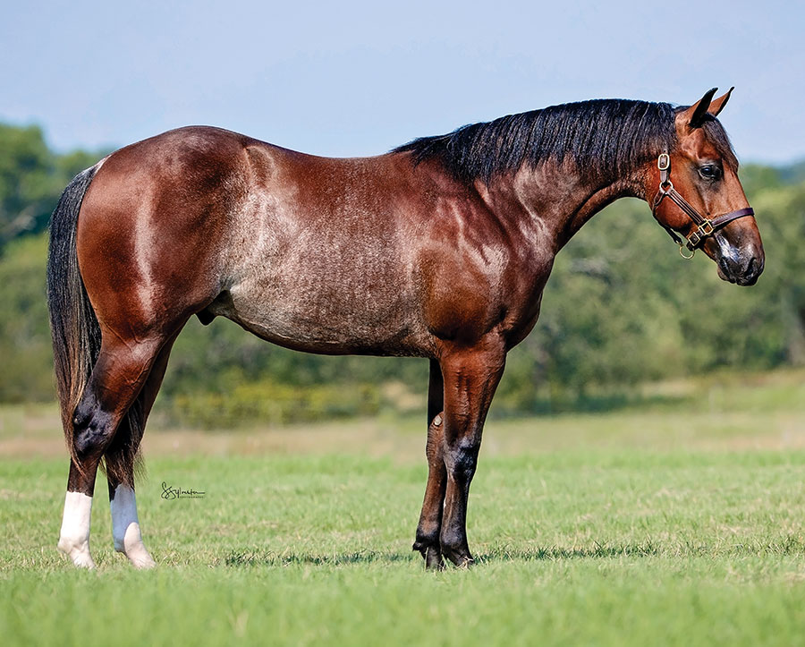 SJR Mists Hot Rod - SJR Diamond Mist x Cool The Engines - 2024 Bay Colt