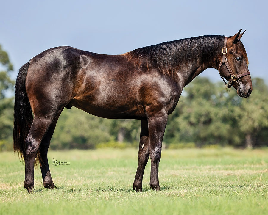 SJR Mists Rodeo - SJR Diamond Mist x Billies Smooth Cat - 2024 Bay Colt