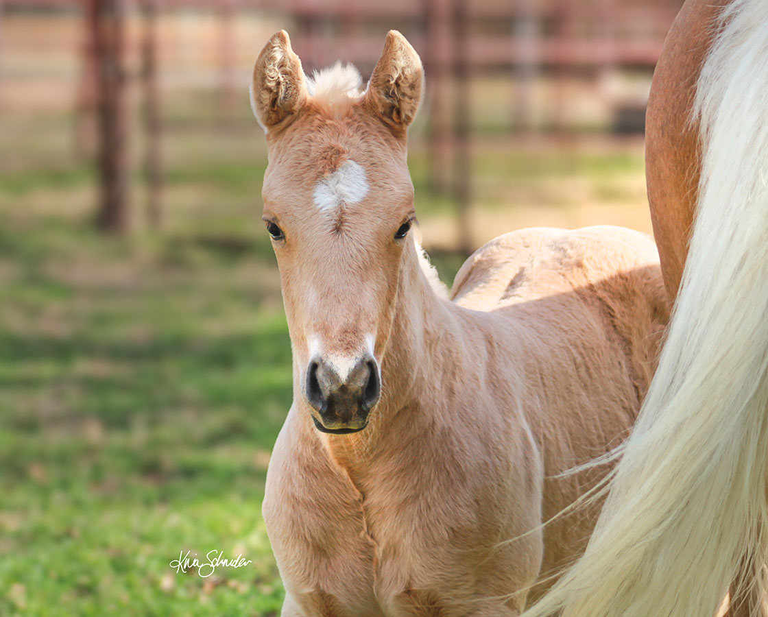 SJR Talkin Diamonds x SJR Stylish Cat - 2026 Filly