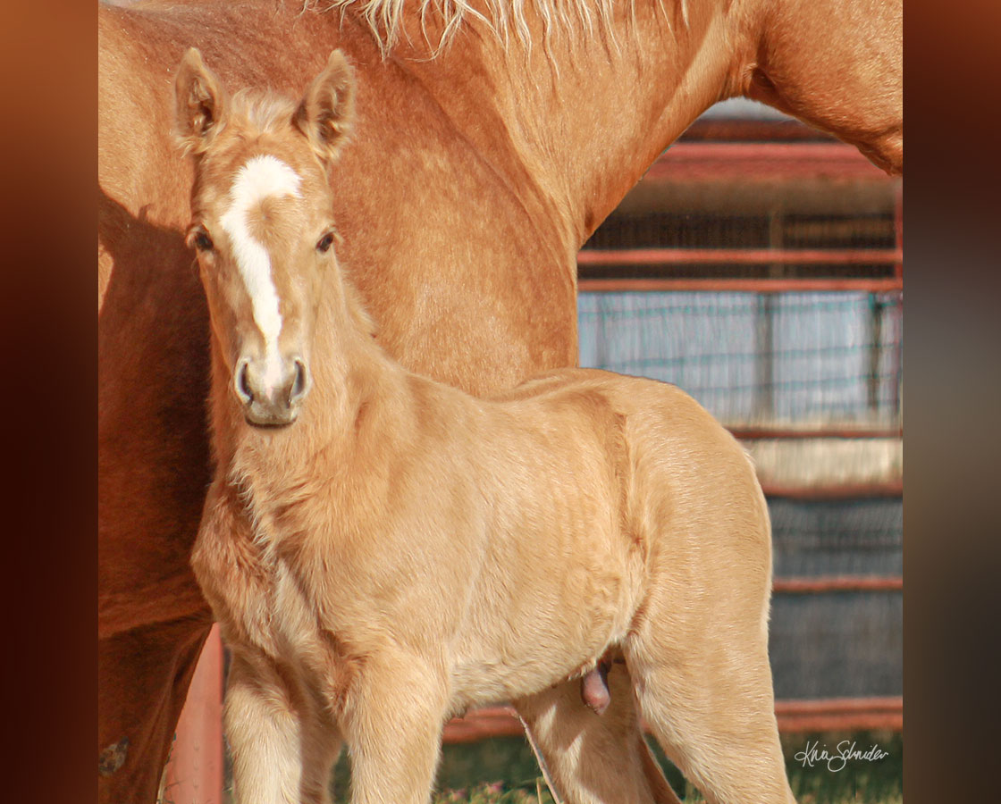 SJR Talkin Diamonds x SJR Oaks Natalie - 2026 Colt