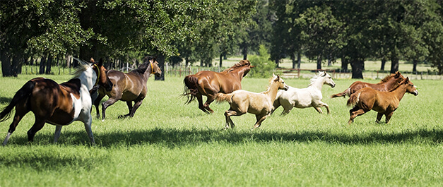 San Juan Ranch horses