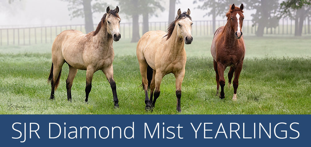 SJR Diamond Mist Yearlings image