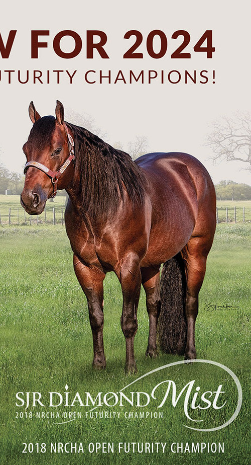 quarterhorses for sale