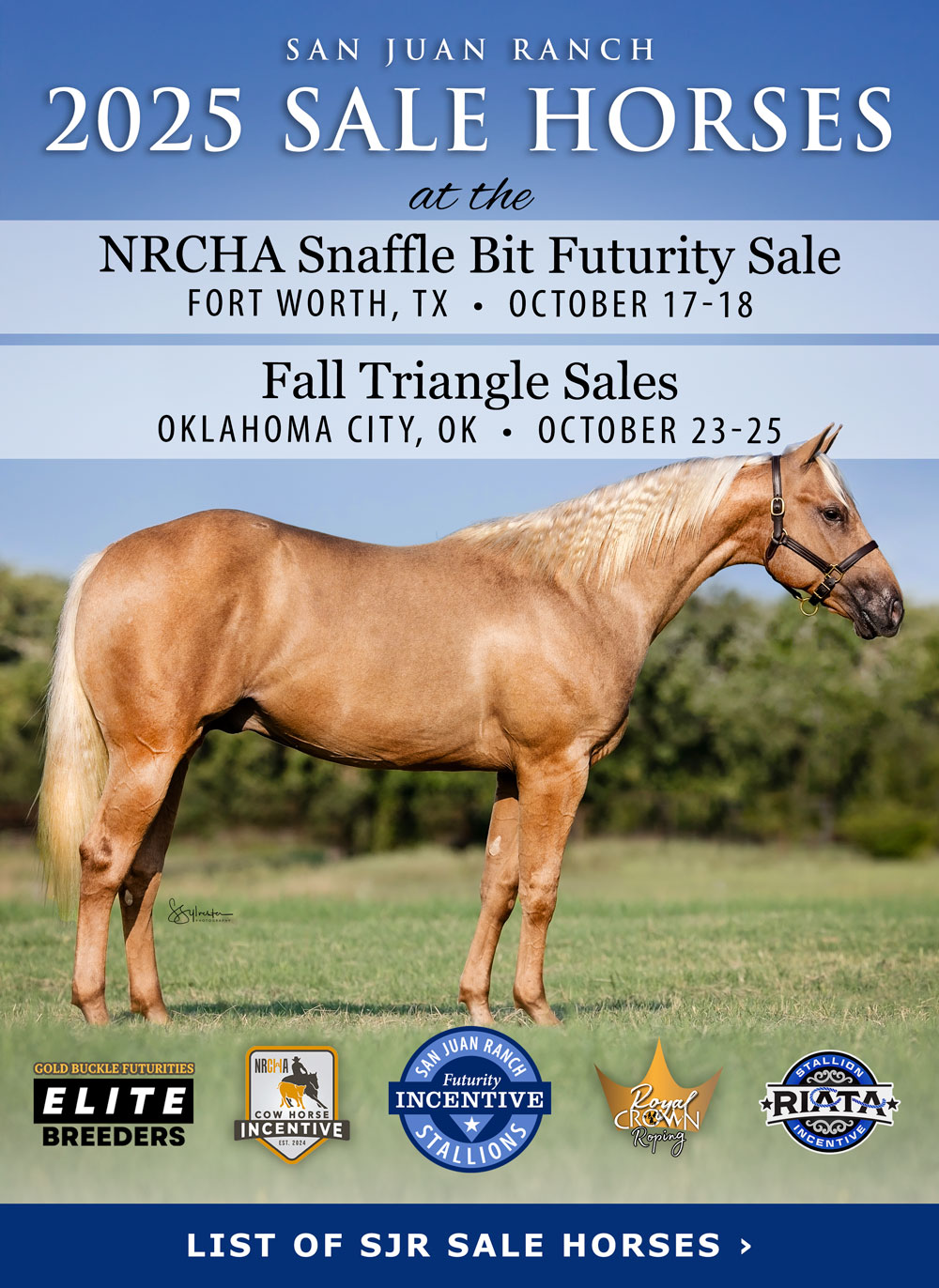 Sale Horses photo