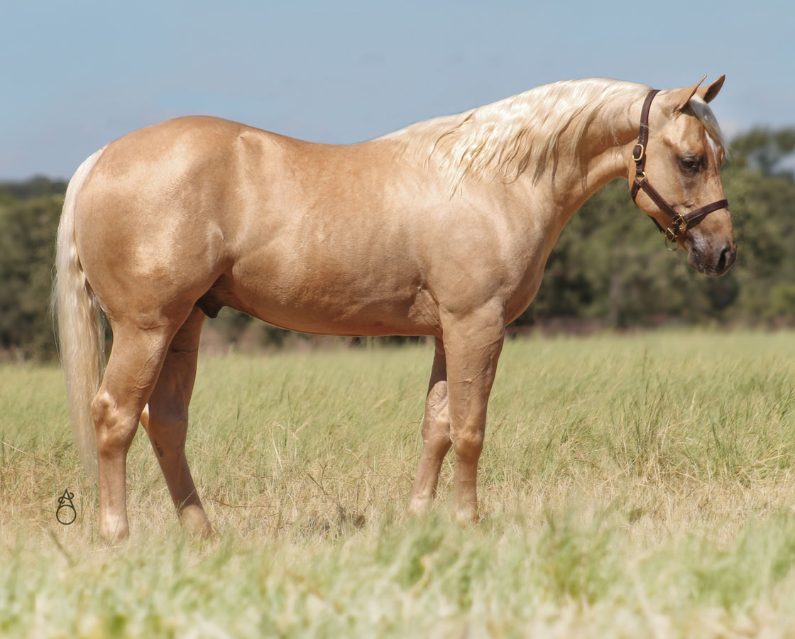 SJR Diamond Reys - CD Diamond x SJR Whole Lotta Rey - 2023 Palomino Colt