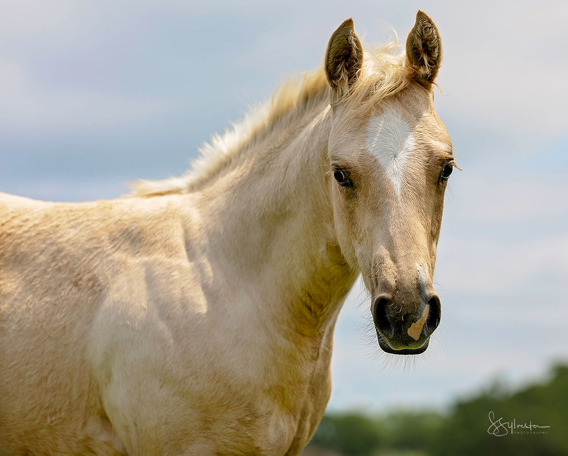 Stevie Rey Von x Shiners Diamond Girl - 2024 Colt