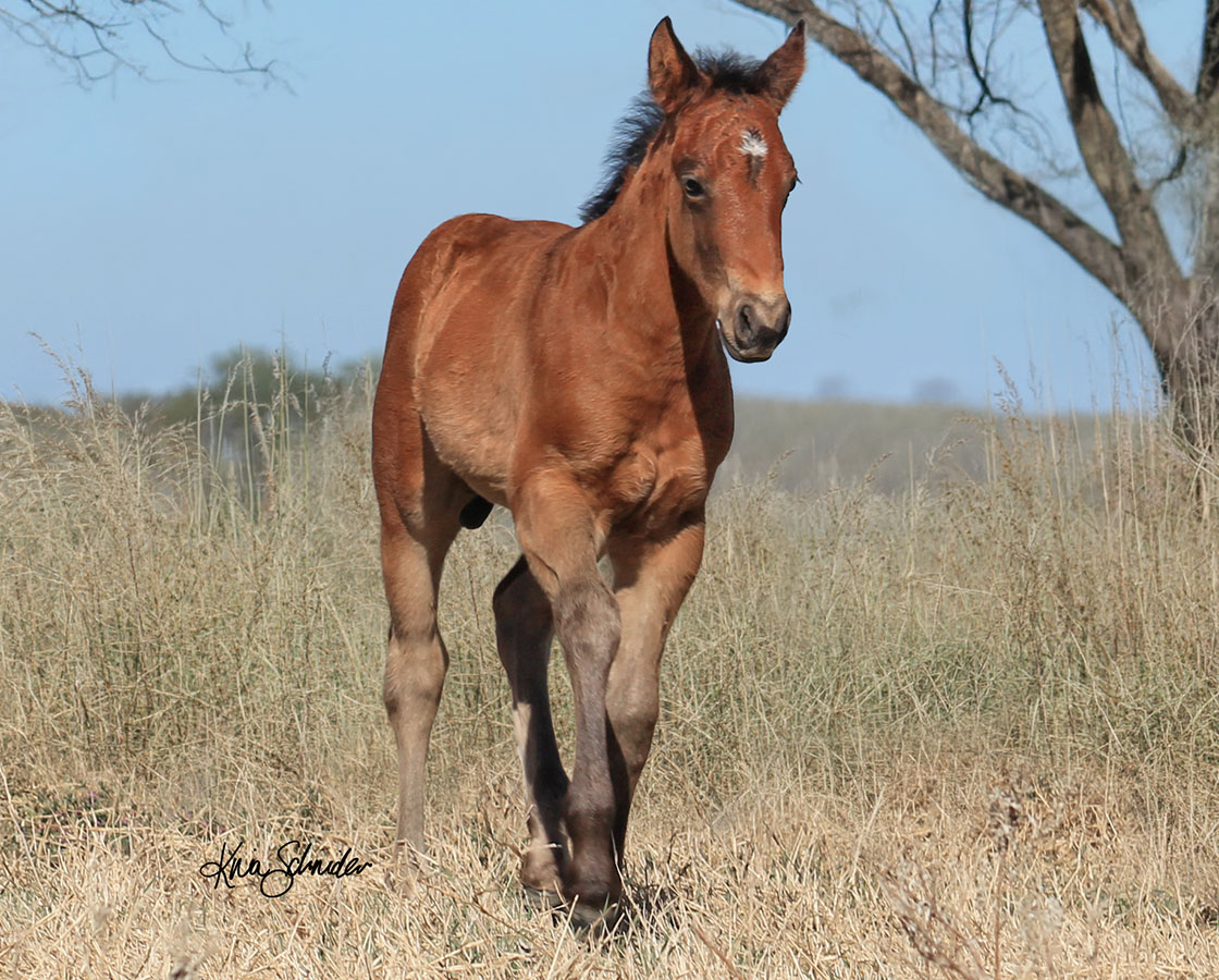 SJR Diamond Mist x Playguns King Badger - 2026 Colt