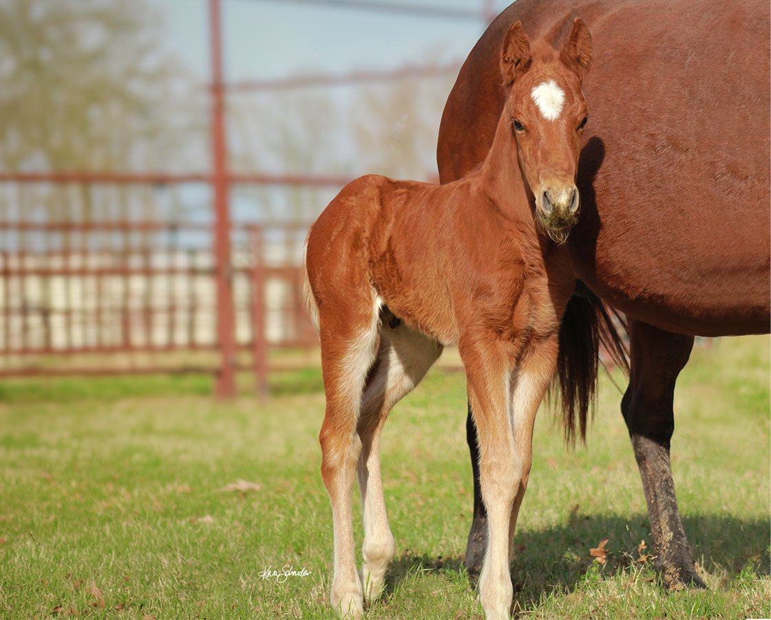 SJR Diamond Mist x SJR Smooth Gina - 2026 Colt