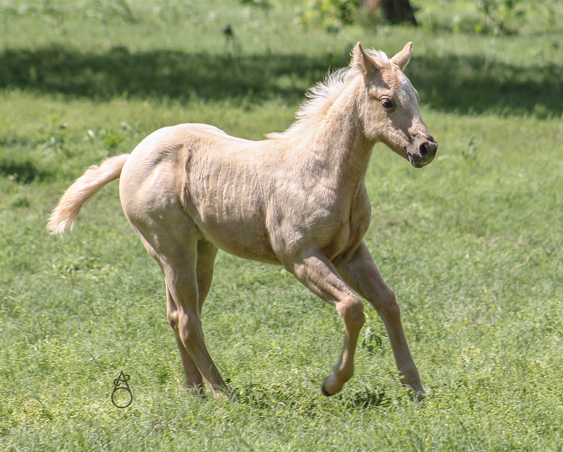 SJR Diamond Mist x Spooks Mariah - 2025 Filly
