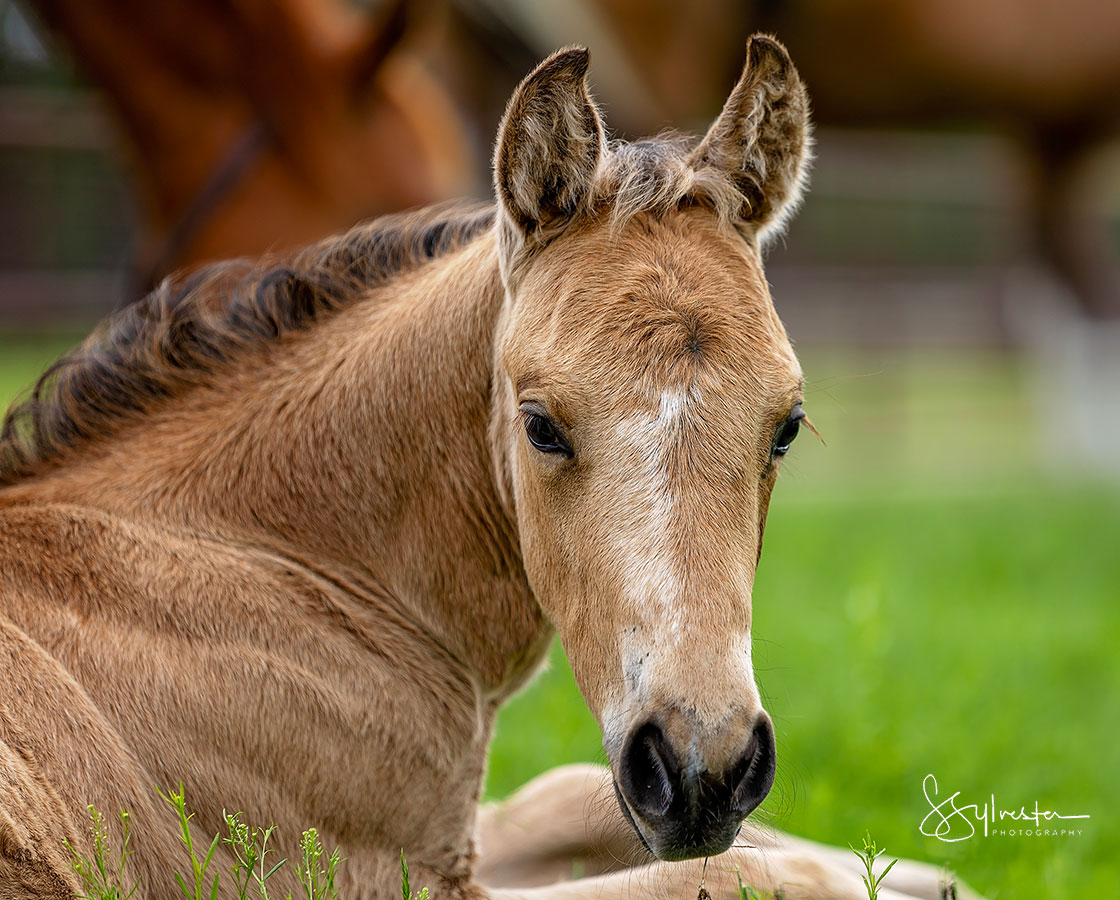 SJR Diamond Mist x SJR Stylish Little Oak - 2024 Colt