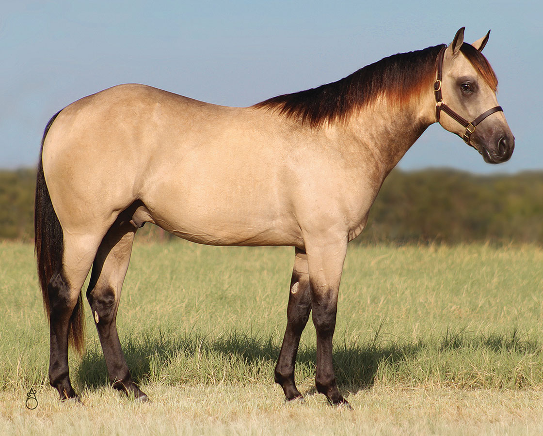 SJR Mists Lucky Star - SJR Diamond Mist x Spooks Mariah - 2023 Buckskin Colt