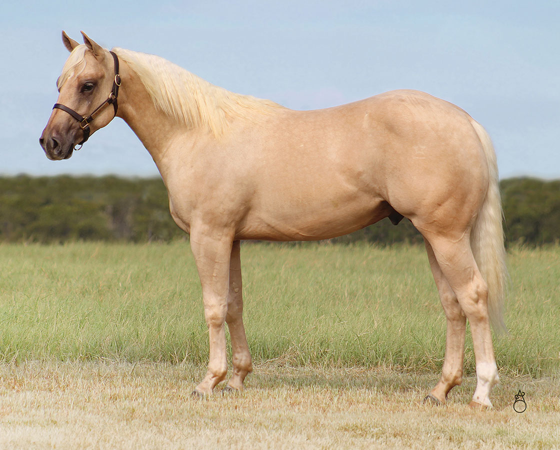 SJR Shining Mist - SJR Diamond Mist x Shiners Eva - 2023 Palomino Colt